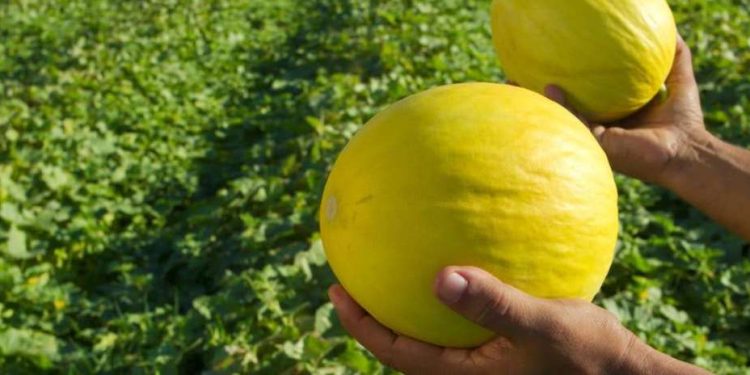 Irrigação e tecnologia: Ceará inicia nova temporada de cultivo de melão em Morada Nova com salto nas exportações