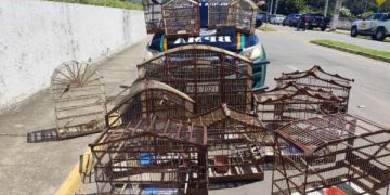 Polícia Militar resgata 16 aves silvestres mantidas irregularmente em cativeiro no Crato
