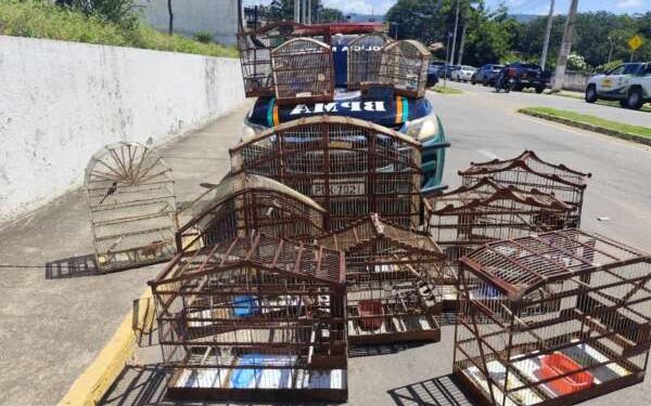 Polícia Militar resgata 16 aves silvestres mantidas irregularmente em cativeiro no Crato