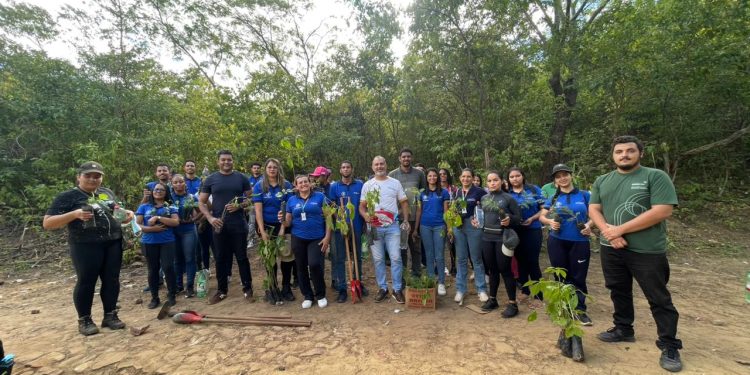Reflorestamento no Sítio São Joaquim marca ação ambiental após corte do Pau da Bandeira