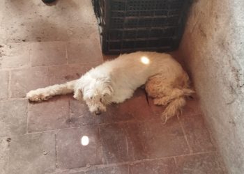 Cadela vítima de maus-tratos é resgatada Polícia Militar no Crato