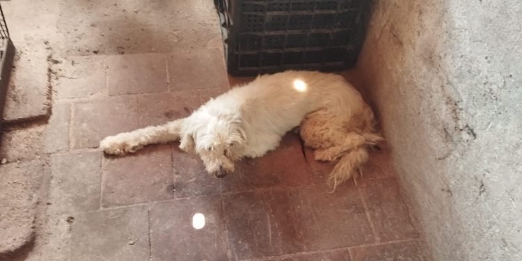 Cadela vítima de maus-tratos é resgatada Polícia Militar no Crato